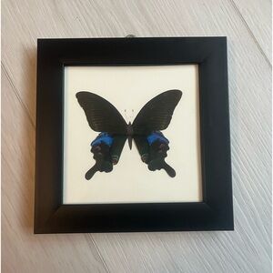 beautiful blue framed butterfly